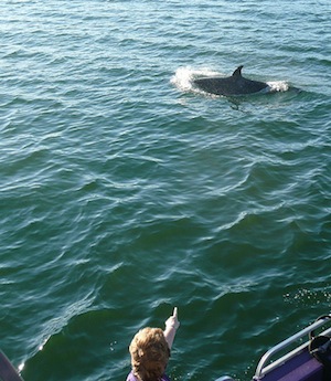 Orcas near Juneau
